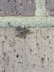 Plexippus paykulli