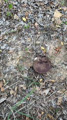 Calvatia cyathiformis