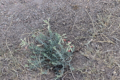 Oenothera suffrutescens