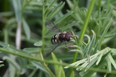 Dasysyrphus intrudens