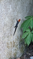 Gonatodes albogularis