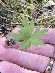 Anemonastrum canadense