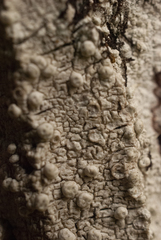 Pertusaria