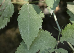 Rubus leucodermis