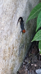 Gonatodes albogularis