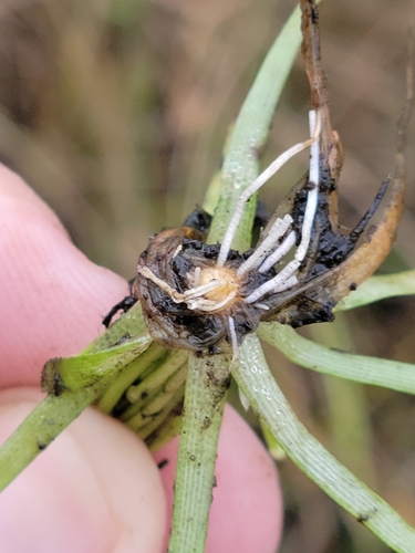 Image of Eriocaulon ravenelii by (c) Jay Horn, some rights reserved (CC BY)