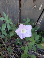 Ipomoea lindheimeri
