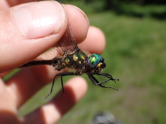 Somatochlora semicircularis