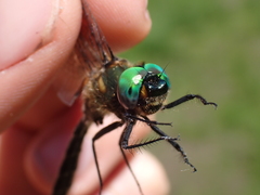 Somatochlora semicircularis