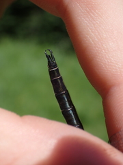 Somatochlora semicircularis