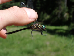 Somatochlora semicircularis