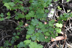 Ribes oxyacanthoides oxyacanthoides