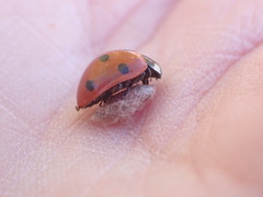 Dinocampus coccinellae