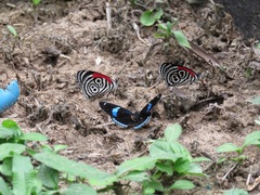 Diaethria clymena