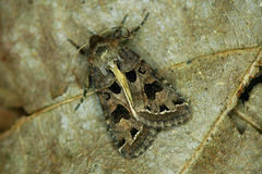 Hyssia cavernosa