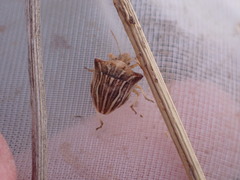 Ancyrosoma leucogrammes