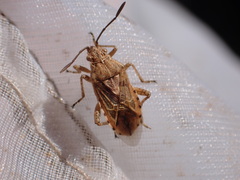 Stictopleurus abutilon