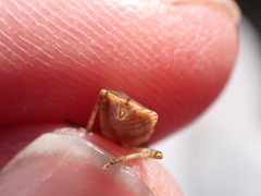 Stictopleurus abutilon