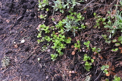 Linnaea borealis longiflora