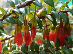 Agapetes serpens