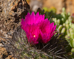 Eriosyce chilensis chilensis