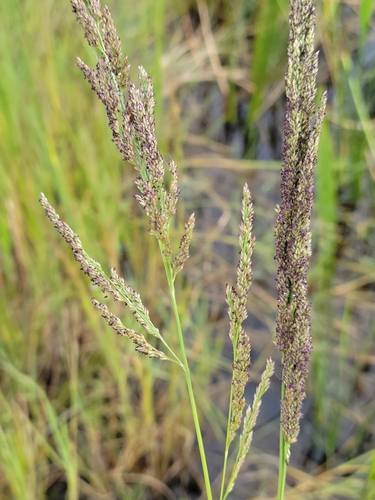 Image of Coleataenia rigidula by (c) Jay Horn, some rights reserved (CC BY)