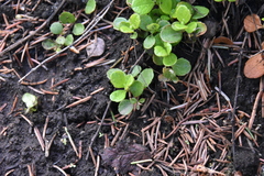 Linnaea borealis longiflora