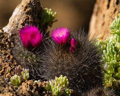 Eriosyce chilensis chilensis