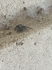 Plexippus paykulli