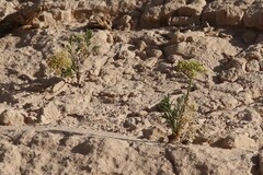Musineon tenuifolium