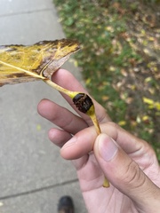 Pemphigus populitransversus