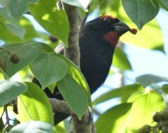 Melopyrrha violacea