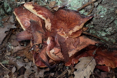 Fistulina hepatica