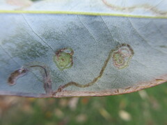 Phyllocnistis magnoliella