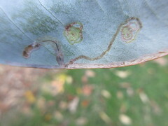 Phyllocnistis magnoliella