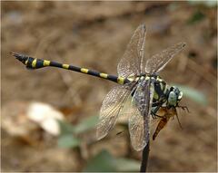Ictinogomphus decoratus