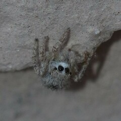 Habronattus