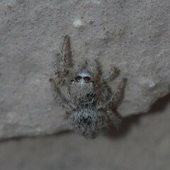Habronattus