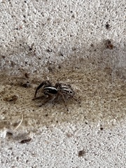 Plexippus paykulli