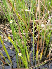 Symphyotrichum subulatum elongatum