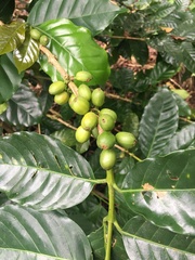 Coffea arabica
