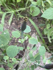 Porophyllum ruderale