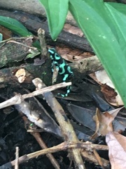 Dendrobates auratus