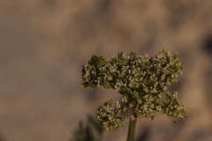 Musineon tenuifolium
