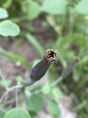 Porophyllum ruderale
