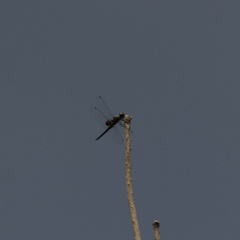 Celithemis martha