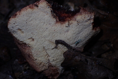 Fistulina hepatica
