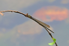Pseudagrion ignifer