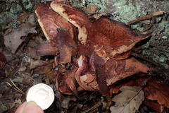 Fistulina hepatica