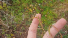 Paspalum repens
